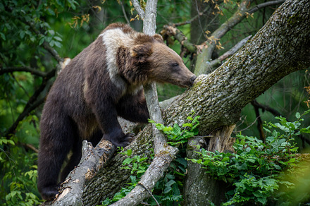 Wild Brown Bear (Ursus Arctos) on tree in the summer forest. Wil, a Background Photo by Byrdyak