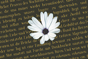 Arkalune - Serif Typeface Font, a Serif Font by Rishsketch (Thumbnail 3 of 15)