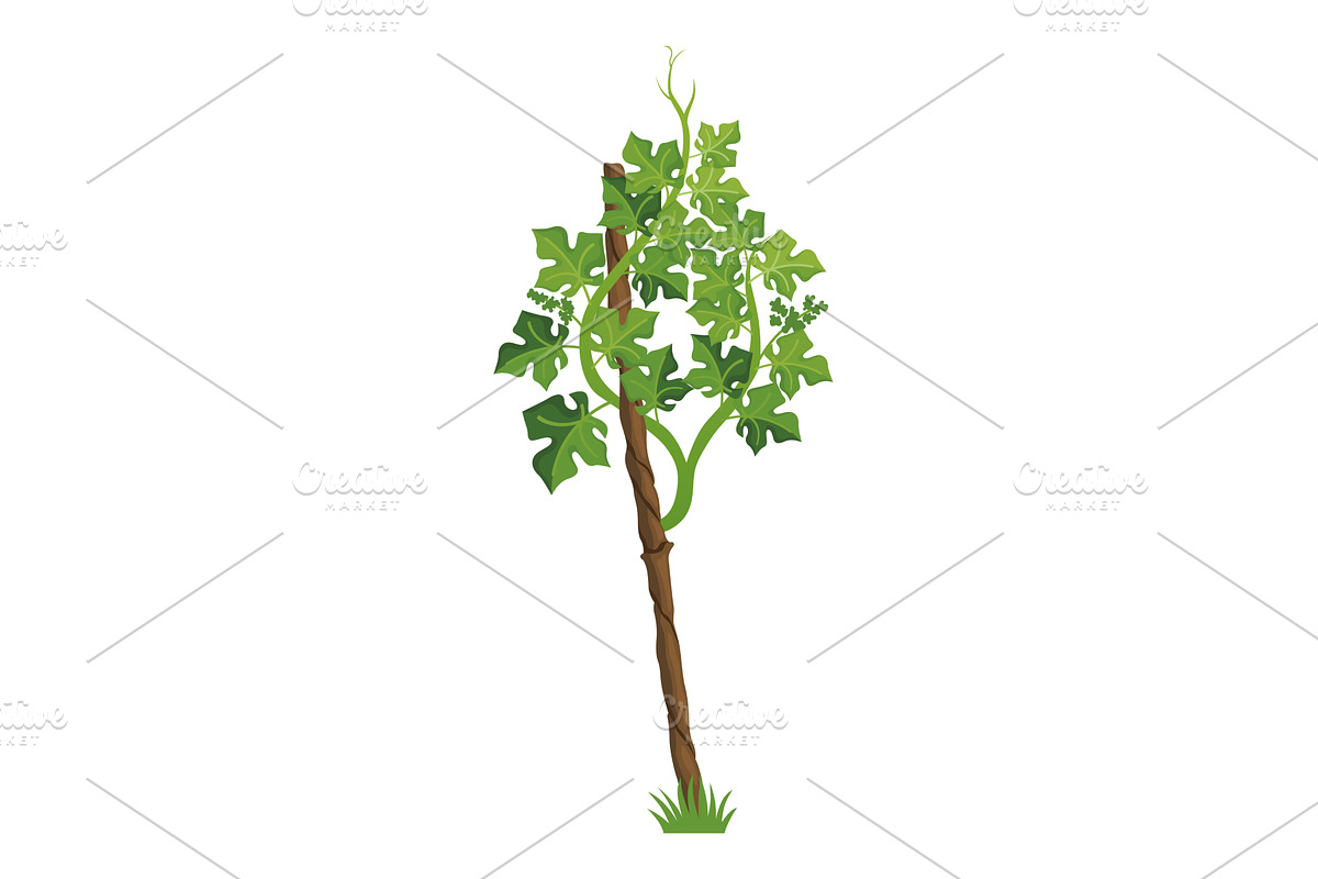 Growing Grapevine Bearing Plants and, an Object Illustration by the8monkey