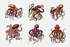 Sea Octopus Set. Creature Drawing.