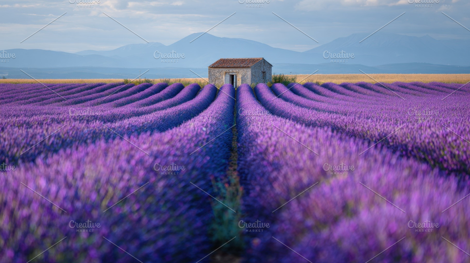Lavender field with a small house, a Photo by Beautiful things