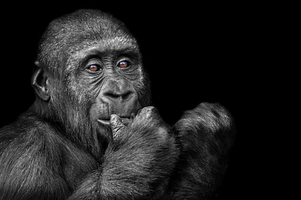 Young Silverback Gorilla