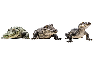 reptile alligator animal, an Animal Photo by pikepicture