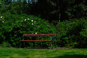 Wooden park bench in a vibrant garden setting in Reykjavik, Iceland, a Photo by AS photostudio