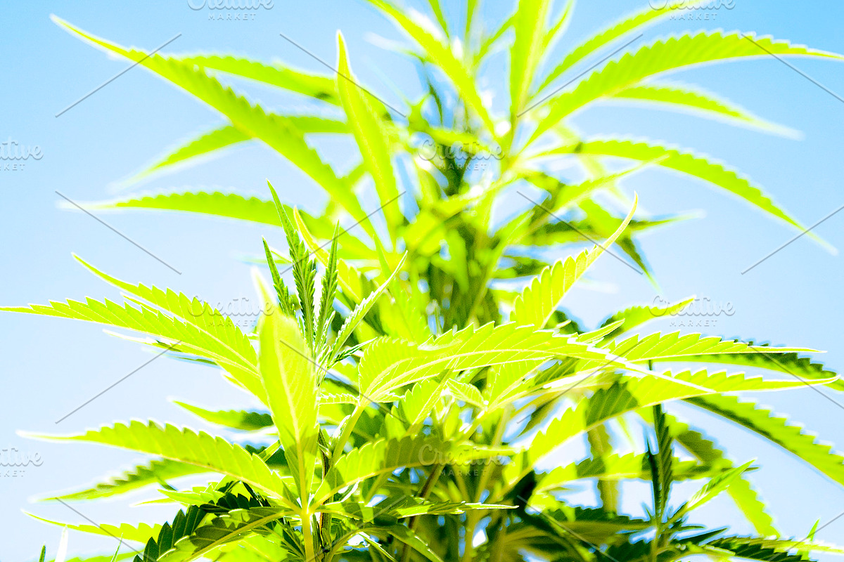 Marijuana Sativa Strain Stock Bundle, a Nature Photo by r.r.palacios (Photo 3 of 6)