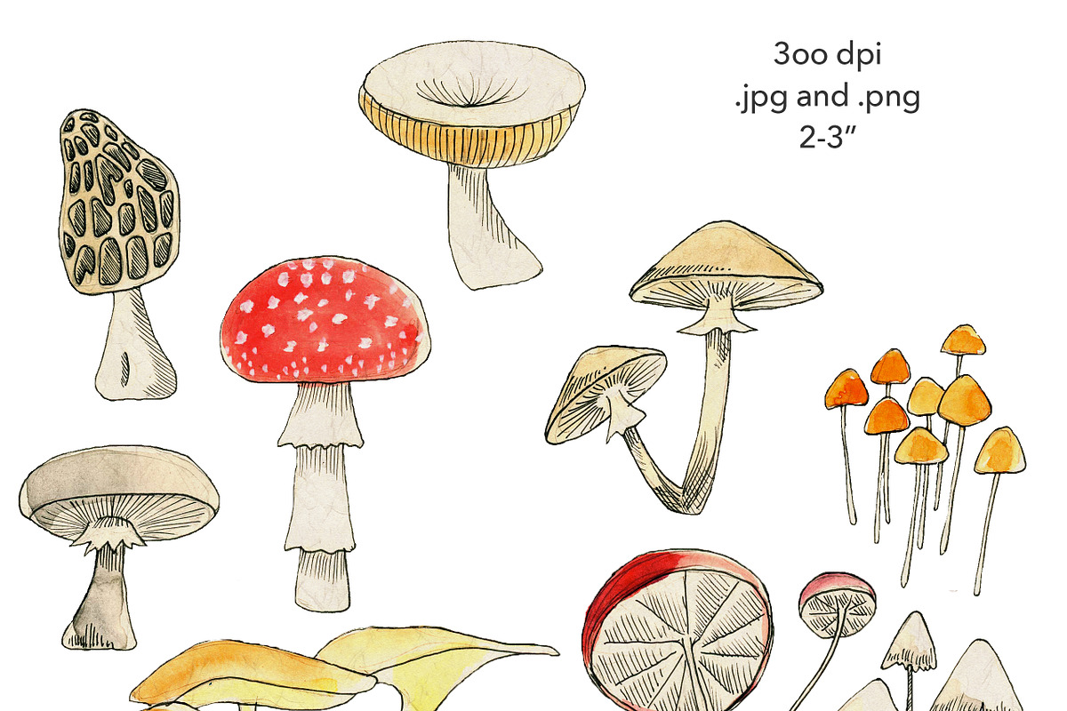 Mighty Mushrooms Watercolor Clip Art, an Illustration by MyNatureGraphics (Photo 2 of 3)