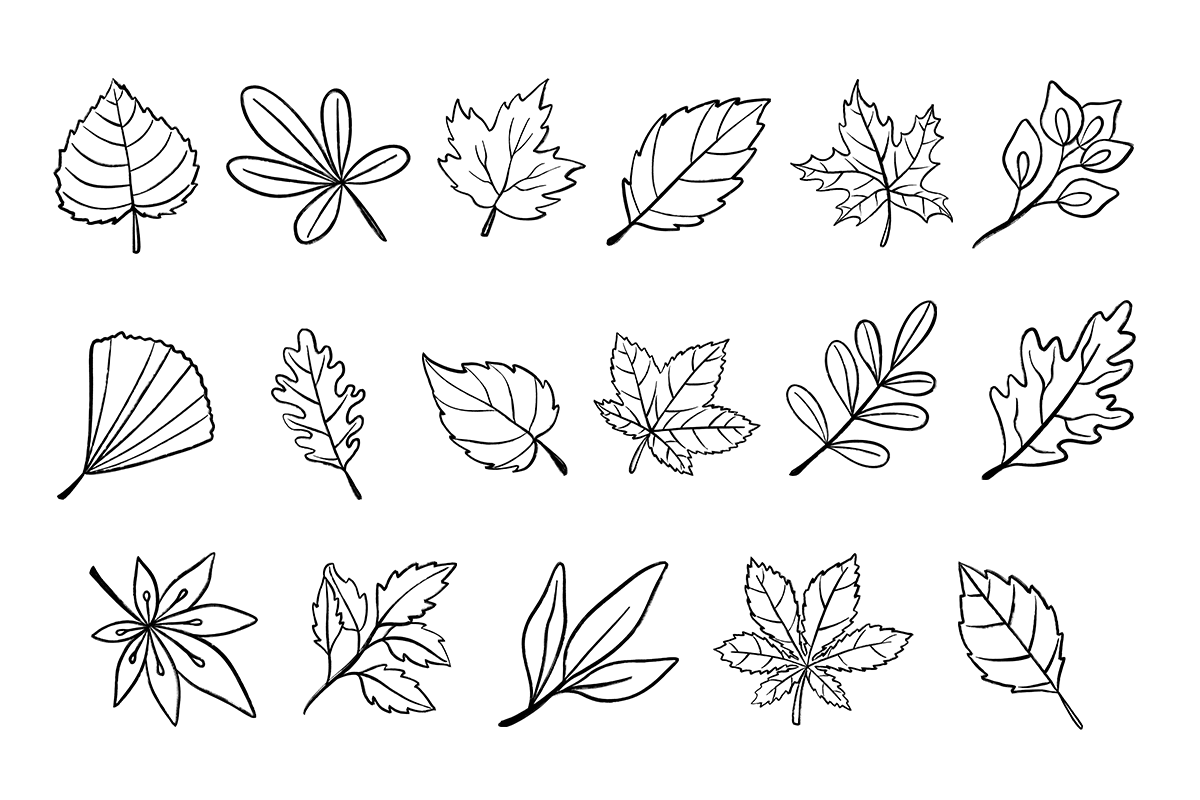 Hand Drawn Fall Leaves Clipart, a Seasonal Illustration by LemonDesign (Photo 3 of 3)