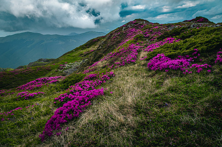 Wonderful alpine pink rhododendrons, a Nature Photo by Alpine Dreams