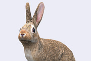 3DRT - Wild animals -Hare, an Animal 3D Model by 3DRT.com (Thumbnail 3 of 3)