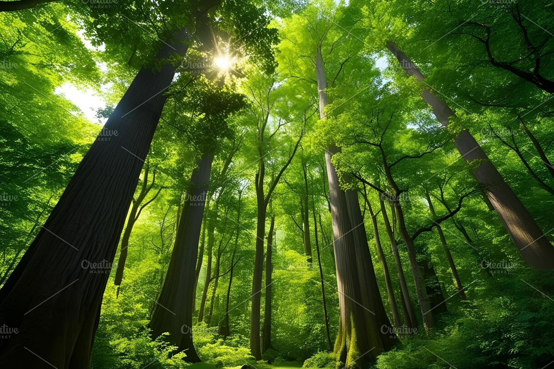 Nature landscape, a Nature Photo by ComfortQ