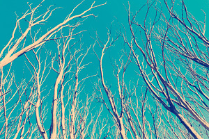 Vintage Trees, a Nature Photo by THP Creative