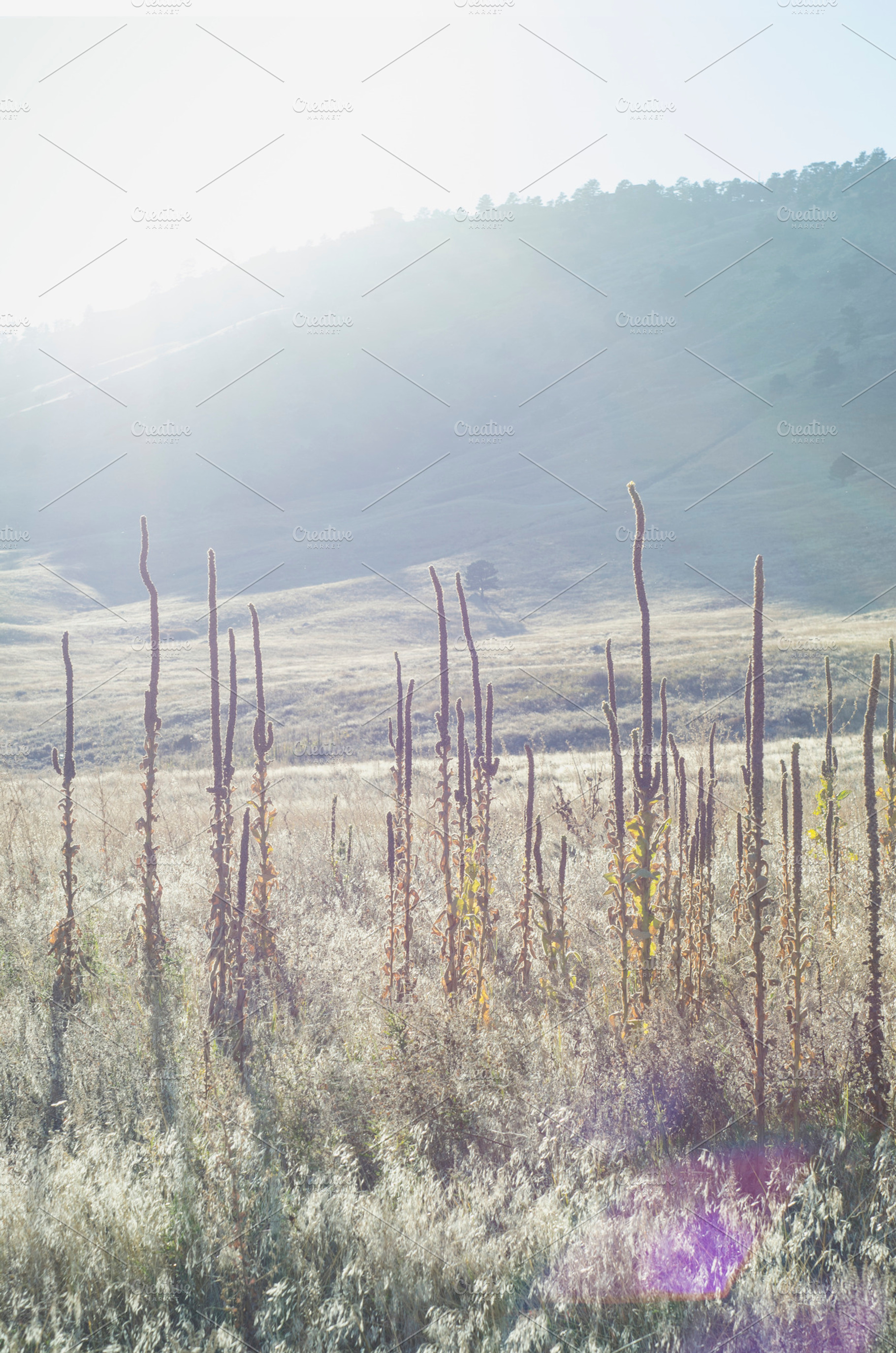 Dreamy Fall Field (portrait), a Nature Photo by Stephanie Mikuls