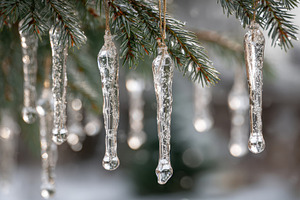 Icicles on evergreen branches, a Photo by Beautiful things