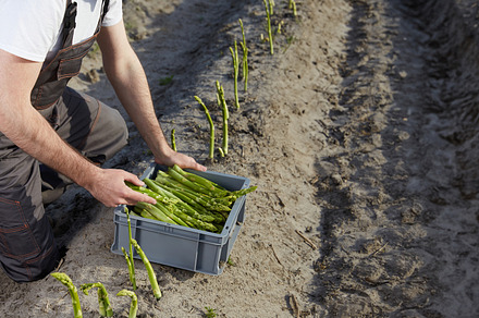 Farmer harvesting green asparagus sprouts in the field