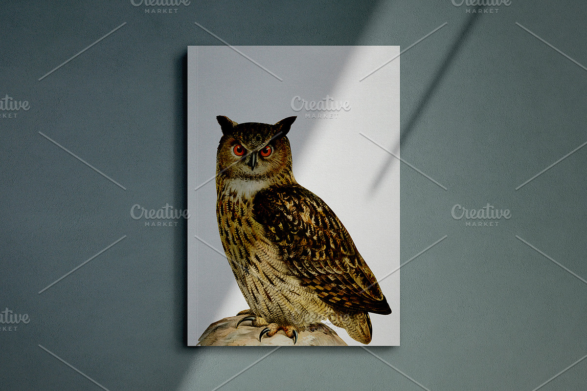 Vintage owl illustrations, an Animal Illustration by Natalka Dmitrova art (Photo 5 of 7)