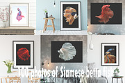 100 Photos of The Siamese Betta fish, an Animal Photo by coffeelover (Thumbnail 1 of 12)
