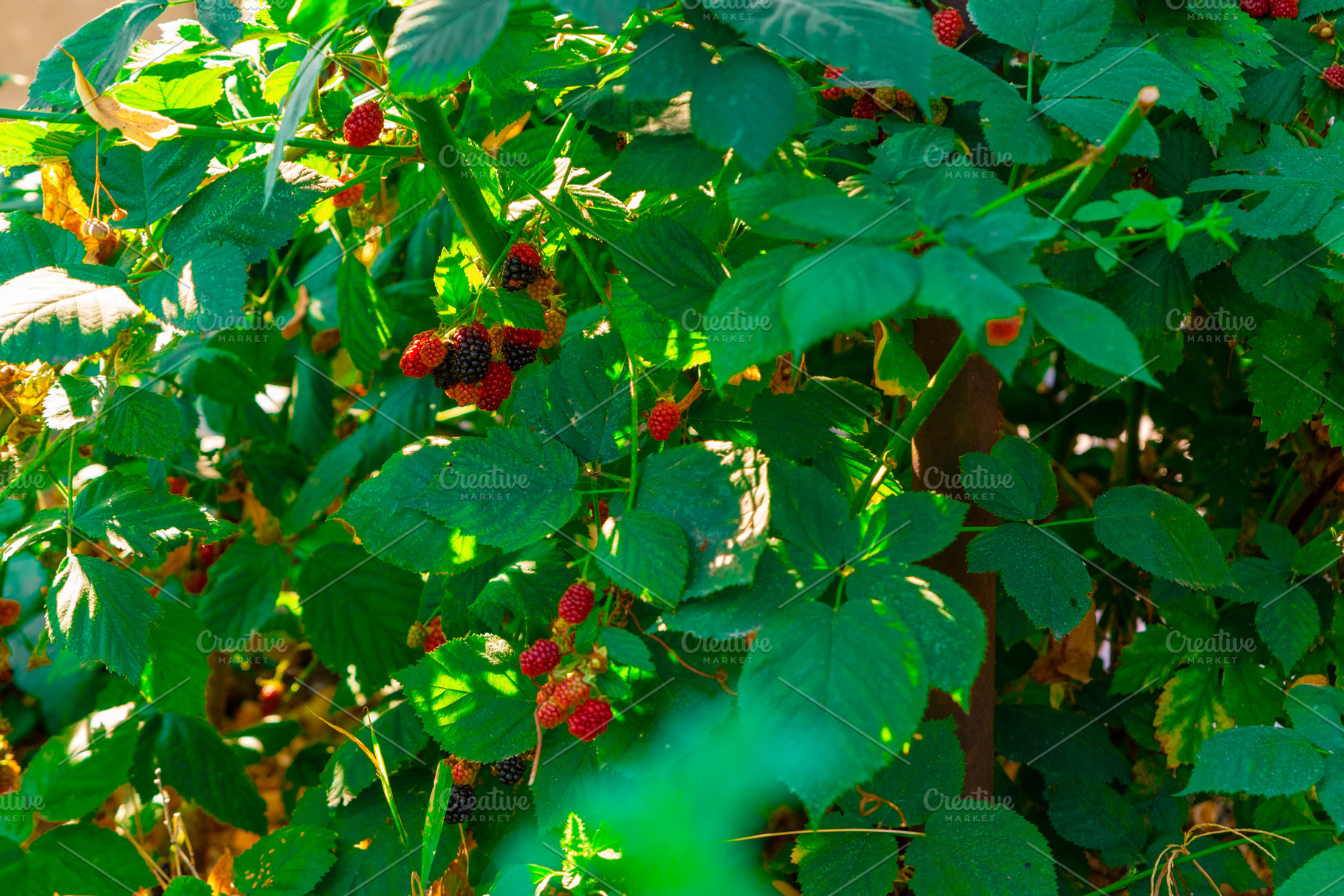 Ripe Blackberries on Bush, a Nature Photo by Ales Munt