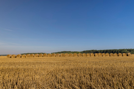 stacks of wheat straw in the field after harvest, a Photo by MyPhotos