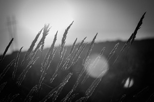 Plentiful Wheat