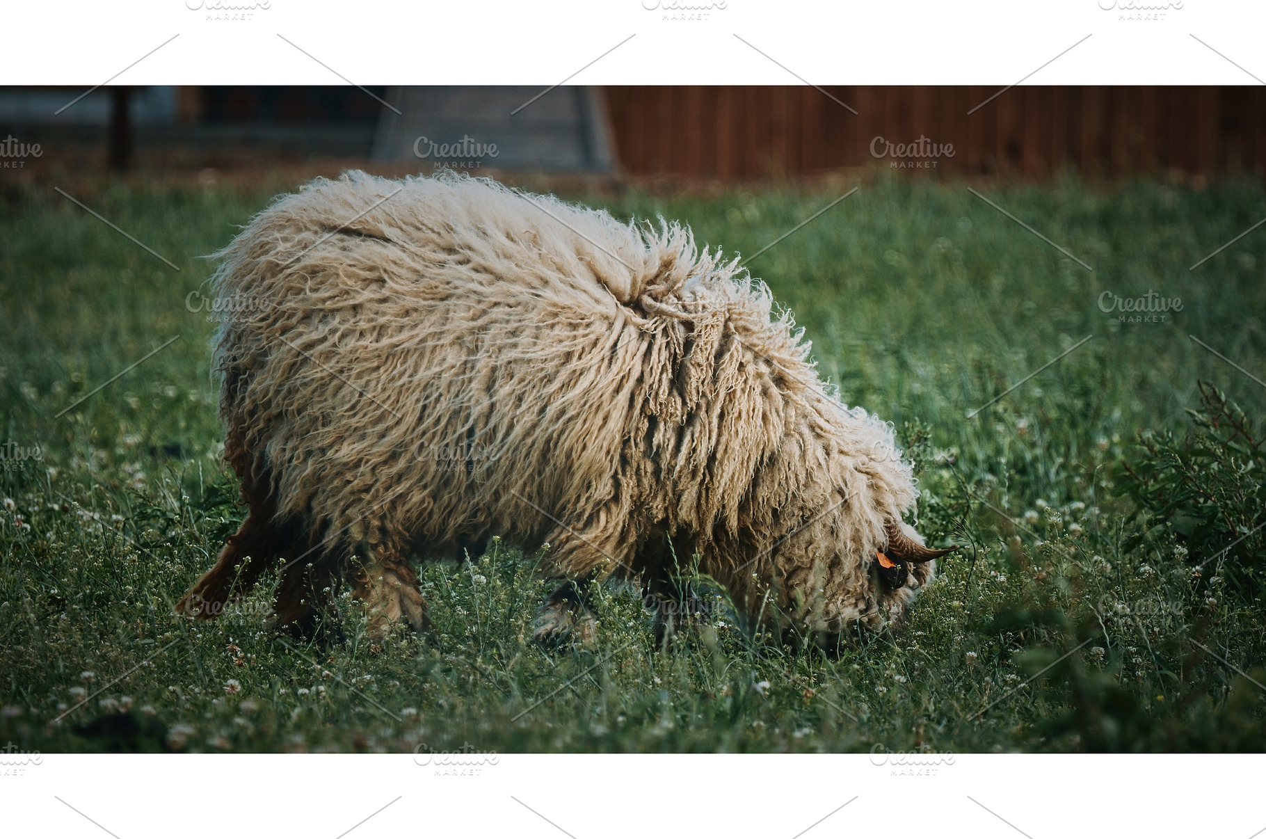 Welsh Mountain Sheep grazing calmly, an Animal Photo by Our Amazing World