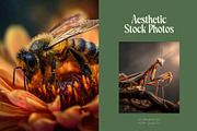 120 Macro Insect Stock Photos, an Animal Photo by Incomelion (Thumbnail 3 of 13)