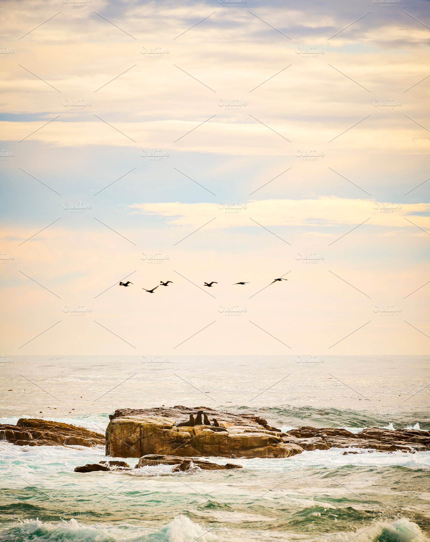 Seabirds and Seals, an Animal Photo by THP Creative