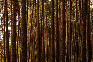Sunrise or sunset in tall pine forest with long shadows on mossy ground. Nature, a Nature Photo by Eugene_Photo
