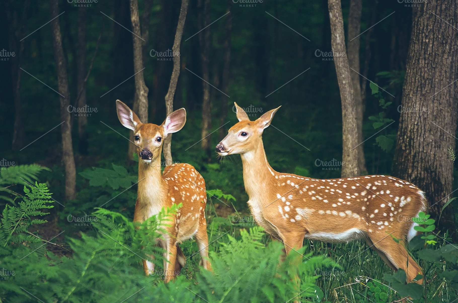 Twin Fawns in the Forest, an Animal Photo by Vanilla Extinction