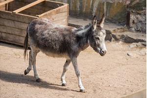 A gray donkey standing in a wooden, an Animal Photo by COLORFUL