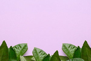 Green mandarin leaves on purple background, top view, a Background Photo by ndanko