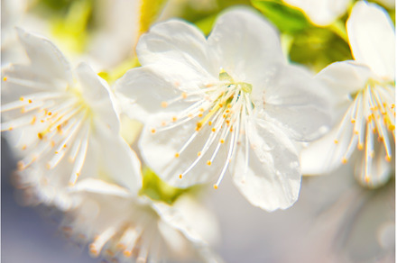 Flowering tree branches in spring, a Nature Photo by yanadjana