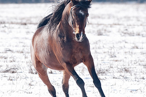 Bay horse runs free in winter, a Photo by Olgait