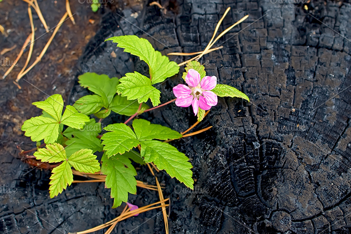 Flowers on the ashes, a Nature Photo by rezkrr (Photo 2 of 4)