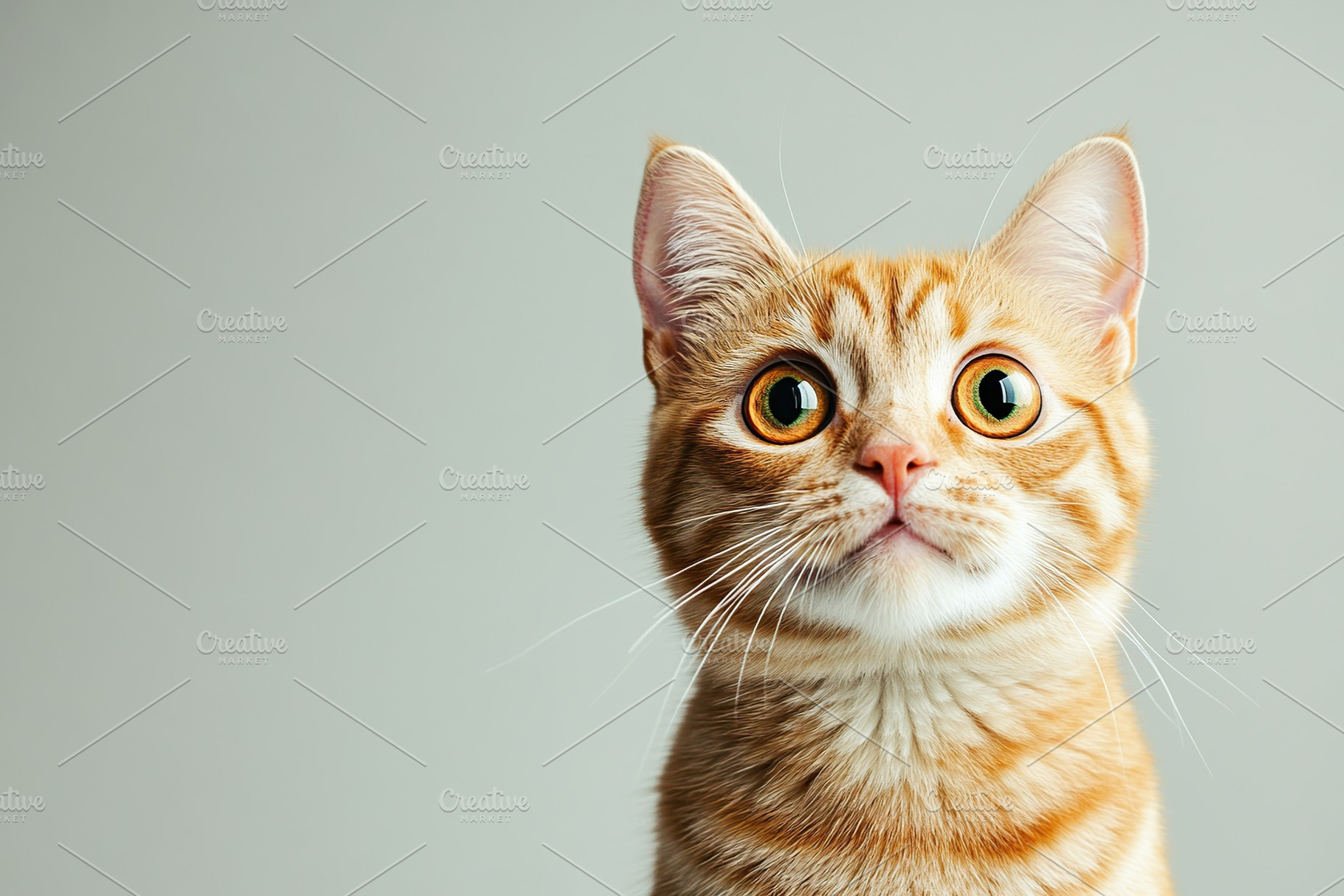 Ginger cat with big surprised eyes on grey background, an Animal Photo by AlyaAnd