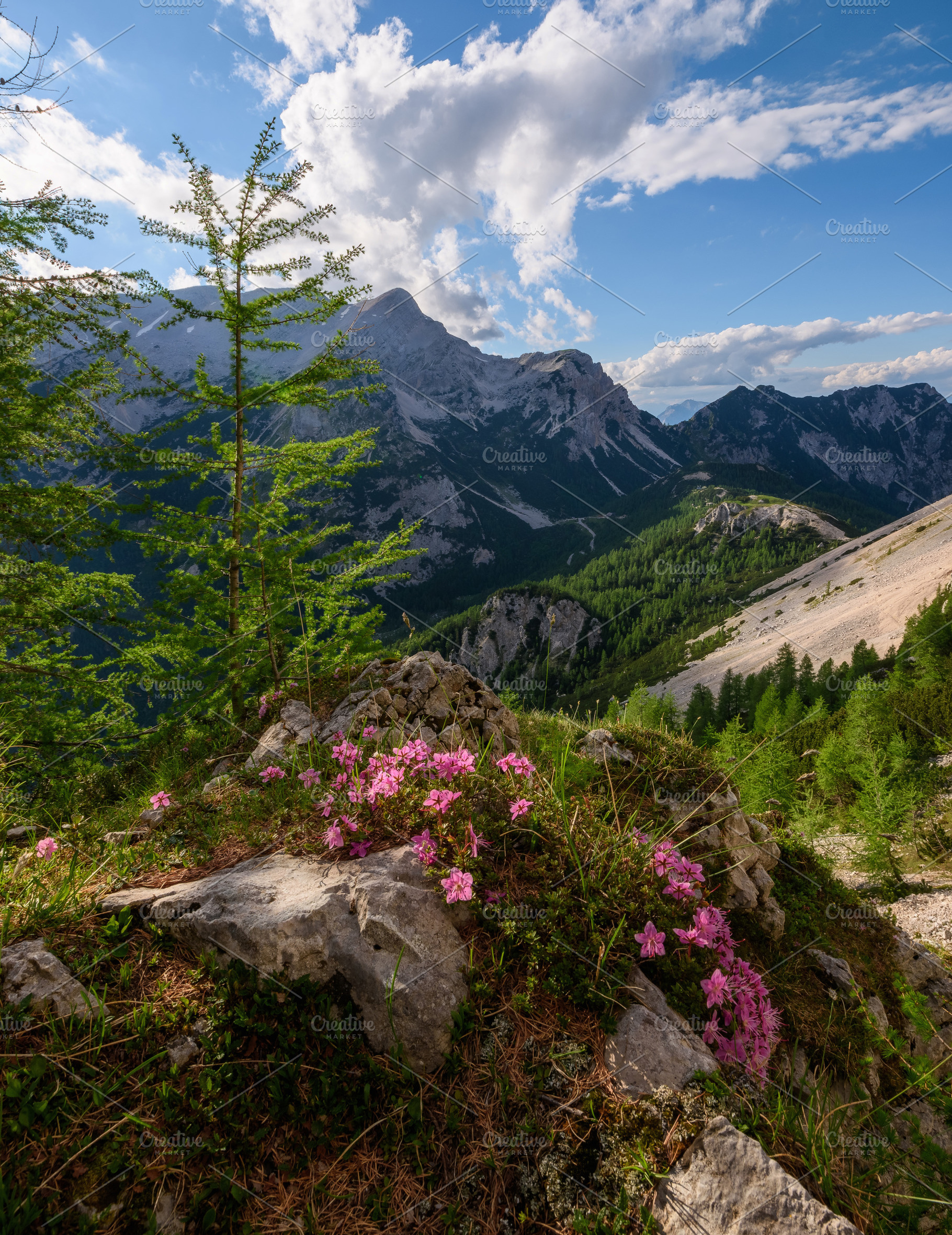 Flowers, path and trees in mountains, a Nature Photo by Dreamy Pixel