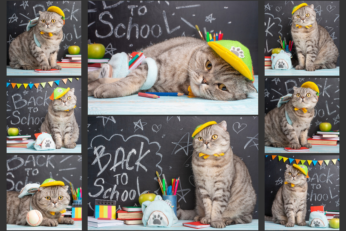 Cat schoolboy, an Animal Photo by AnStore (Photo 2 of 2)