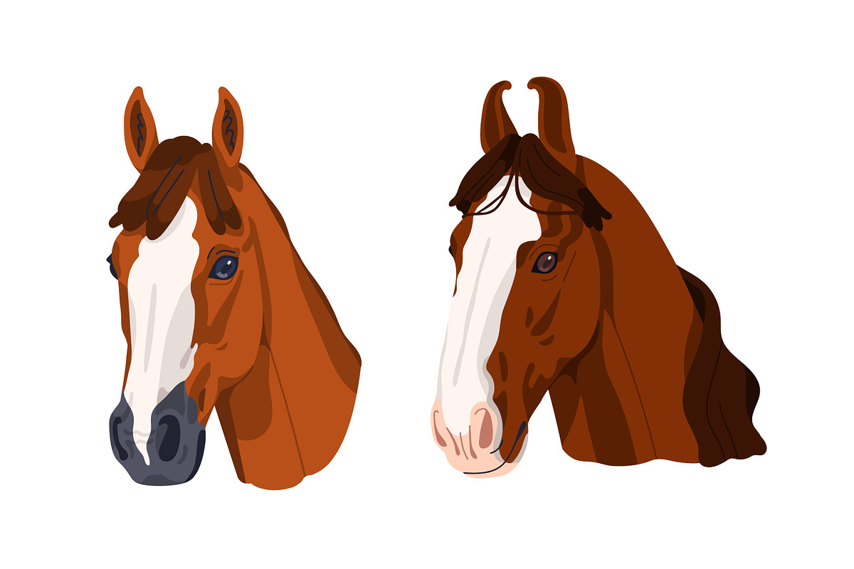 Horse heads set. Stallions breeds, an Animal Illustration by Good Studio (Photo 3 of 12)