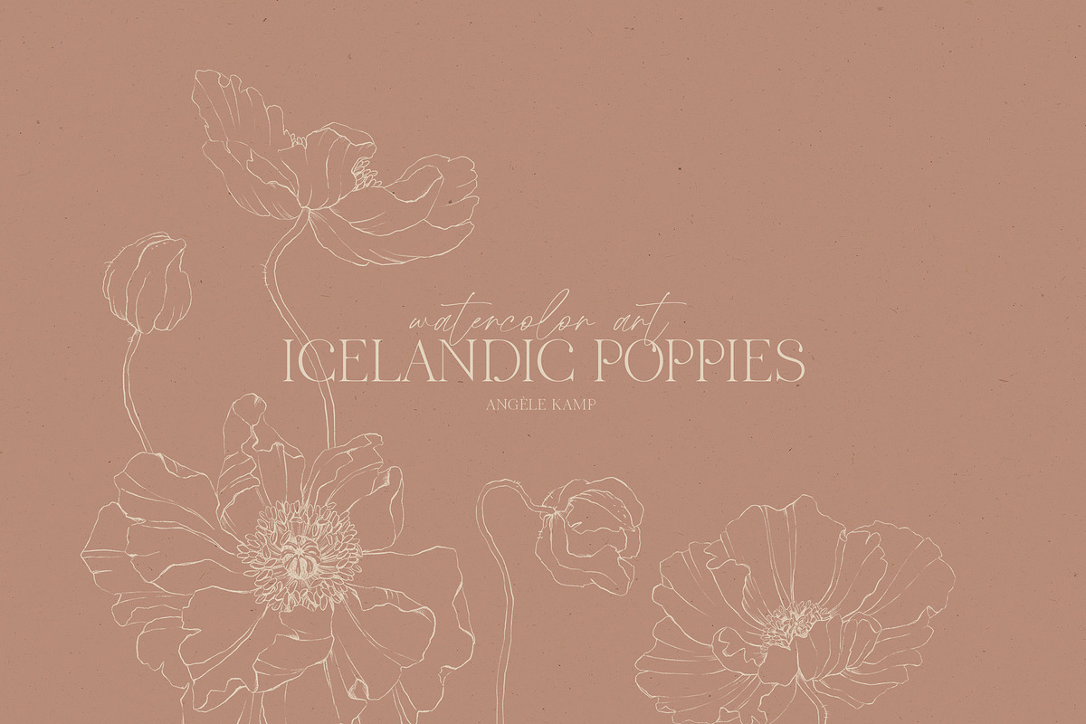 Icelandic Poppies watercolor flowers, an Illustration by Angele Kamp (Photo 7 of 9)