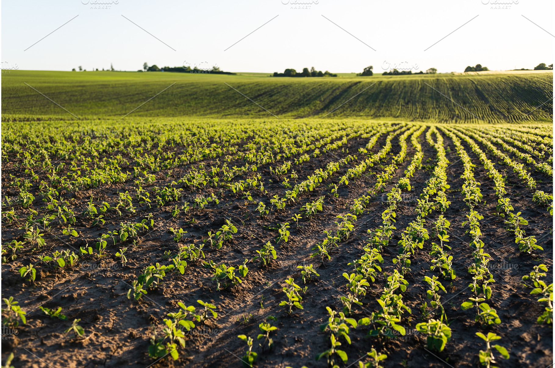 Wide soybean field on hilly farmland, a Nature Photo by volodymyrshtun13795