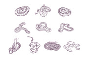 Snake Breeds Hand Drawn Illustration, an Animal Illustration by SLAB! Design (Thumbnail 2 of 3)