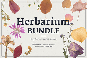 Dried Flowers & Herbs PNG Bundle