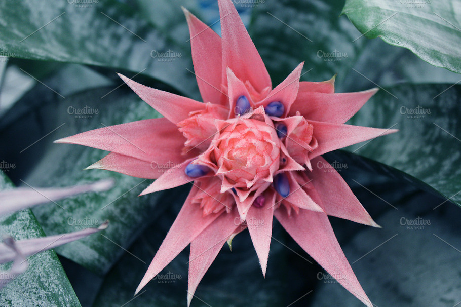 Tropical Flower Stock Picture