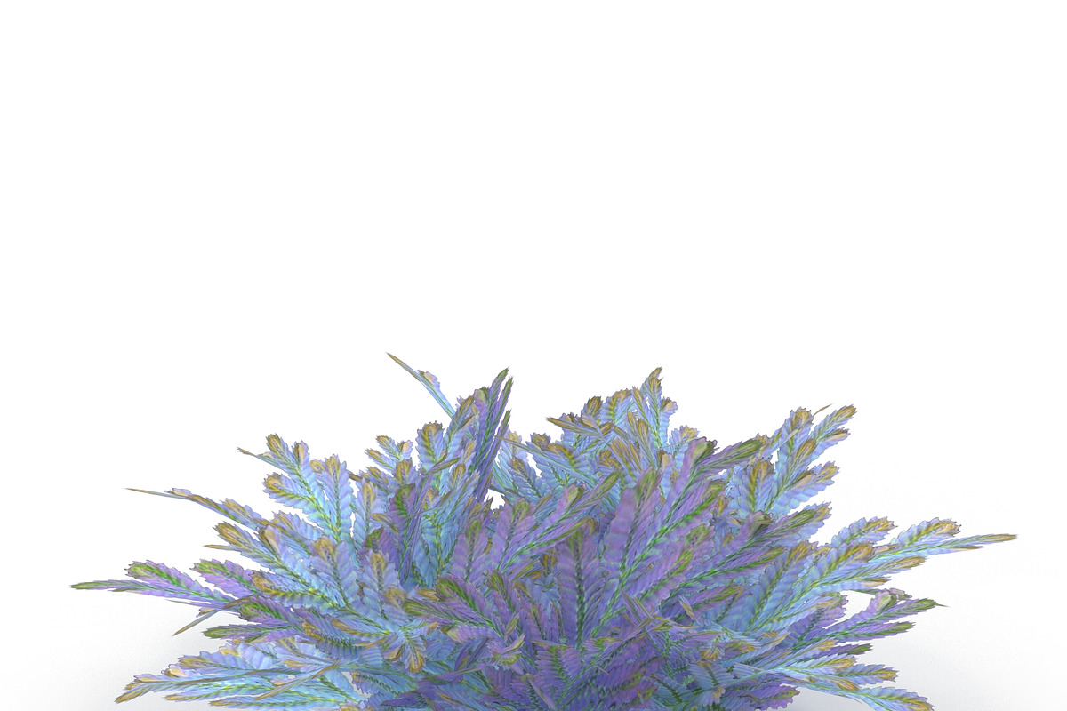 Selaginella V3, an Environmental 3D Model by AndrewWhite (Photo 8 of 9)