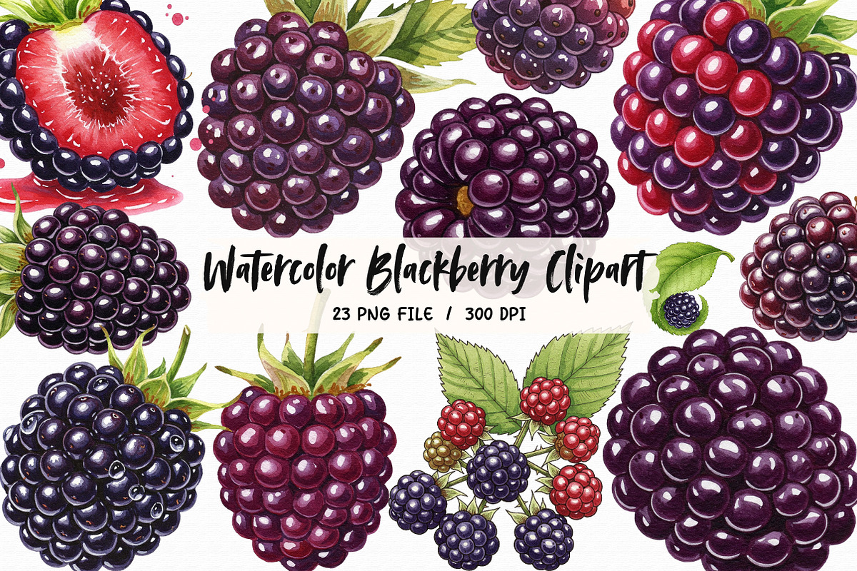 Watercolor Blackberry Clipart, an Illustration by Libby Wishes (Photo 1 of 5)