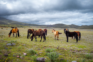 Wild horses grazing on the slopes of Cotopaxi Volcano, Ecuador, an Animal Photo by GoodGoods