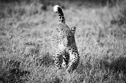 Leopard Cub