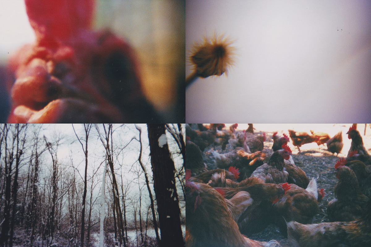 45 Nature Snapshots (Lomo LC-A), a Nature Photo by Studio Rho (Photo 10 of 11)