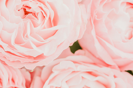 Pink roses macro background stock photo containing pink and rose, a Nature Photo by Edalin's Store