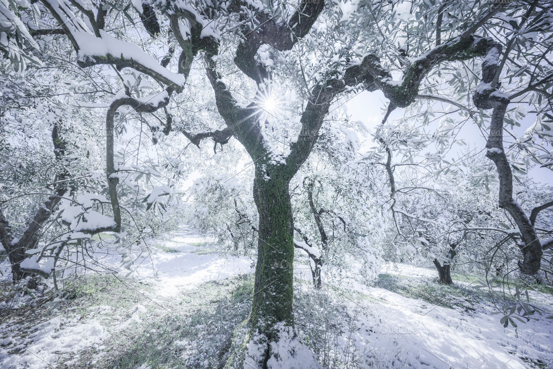 Snow in Tuscany, olive trees., a Nature Photo by Stefano Orazzini