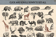 87% OFF Vintage Bundle - Free Update, an Animal Illustration by Brigantine Designs (Thumbnail 15 of 21)